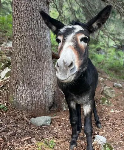 Farma Ferienwohnungen-lippenhof Sankt Jakob in Defereggen